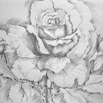 Rose, Bleistift 