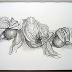 Physalis, Bleistift