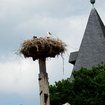 Störche in der Stadt.