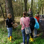 Auch im Wald wachsen einige verschieden Wildkräuter.