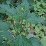 Die Brennnessel (Urtica dioica)
