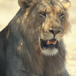Lion à south Luangwa NP