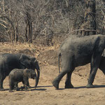 Elephant à south Luangwa NP