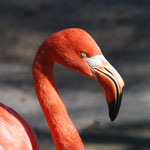 http://pixabay.com/de/tier-flamingo-schnabel-rot-92728/