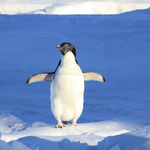 http://pixabay.com/de/pinguin-lustig-blau-wasser-tier-56101/