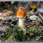 Orangegelber Scheidenstreifling (Amanita crocea) unter Birken am Rand eines Fichtenareals, 29.08.2019, Darß/Mecklenburg-Vorpommern.