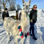 Einzelperson mit Lama auf Wintertour
