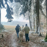 Menschen und Alpakas unterwegs im winterlichen Wald