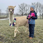 Mädchen hält Alpaka auf der Fresswiese