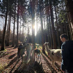 Menschen und Alpakas gemeinsam auf einem Waldweg