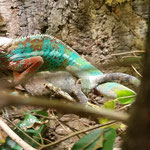 Furcifer pardalis mating