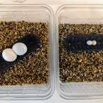 Phelsuma robertmertensi vs standingi eggs