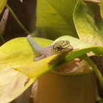 Phelsuma standingi