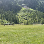 Spielen hier die Kühe Fussball?