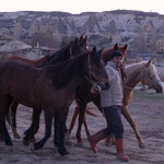 400 wild horses still live here