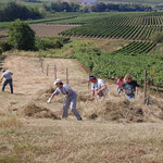 Obststreifen Dromersheim