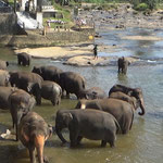 親から外れた小象たちの水浴び風景
