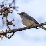 Mönchsgraßmücke ♀