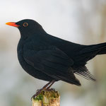Amsel ♂