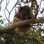 Kuala hanging in the tree! :-)