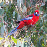 Crimson Rosella (Papagei)