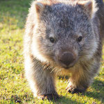 Wombat! Härzig, ned?!