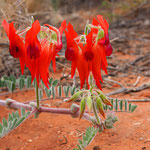 Sturt's Desert Pea - sind sehr selten um diese Jahreszeit