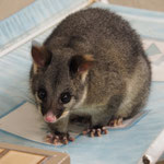 So süss! Ein Possum das auf der Damentoilette auf dem Wickeltisch hockt