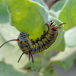 Ob sich hier ein ebenso schöner Schmetterling entwickelt?