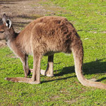 Kanguruuuuu and