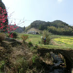 ③旧岩戸石橋　風に乗って、菜の花の甘い香りが漂います