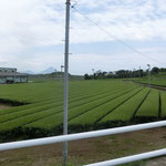 開聞岳を望めます。