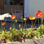 Sommer im Oberengadin Maloja
