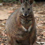 Perth Zoo, Western Brush-wallaby
