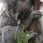 Perth Zoo, Koala