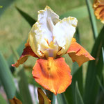 'Fall Fiesta' - Schreiner, 1992