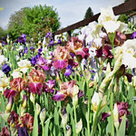 Bartiris Sämlingsbeet - Bearded Iris seedling bed