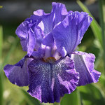 'Purple Pepper' - D.C. Nearpass, 1986