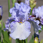 'Tiro Mancino' - Augusto Bianco, 2004