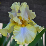 Registered tall bearded iris