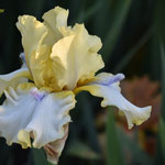 Registered tall bearded iris