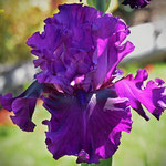 'Purple Serenade' - Schreiner, 2005