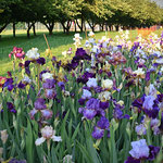 Bartiris Sämlingsbeet 2021 - Bearded Iris seedling bed 2021