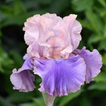 'Florentine Silk' - Keith Keppel, 2004