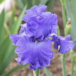 'Yaquina Blue' - Schreiner, 1992