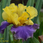 'Lynsy Alexandra' - Innerst, 2003