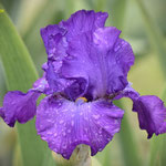 Registered tall bearded iris