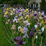 Bartiris Sämlingsbeet 2024 - Bearded Iris seedling bed 2024