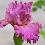 'Hortensia Rose' - Cayeux, 2001