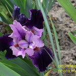 23-03-01 (SDB)